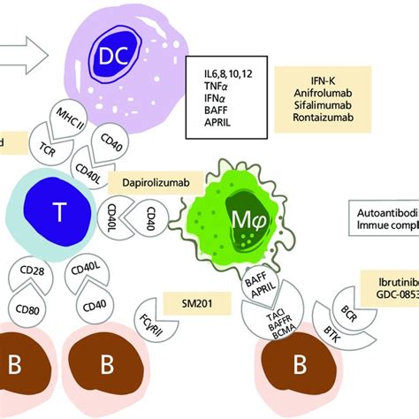 Pdf Biologic Therapies For The Treatment Of Systemic Lupus Erythematosus