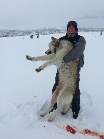 Alaska Wolf Hunting | Alaska Rigid Outfitters