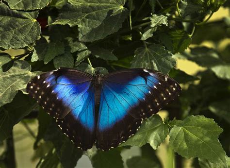 Blue Morpho Butterfly Habitat