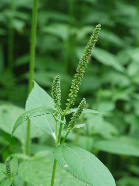 Ragweed | Identify that Plant