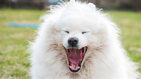 The Samoyed Laika: 6 facts about the world's oldest dog breed - Russia Beyond