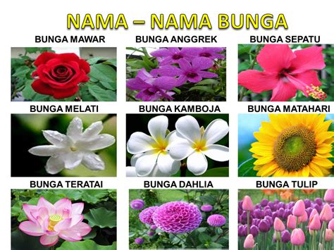 Gambar Kartun Nama Bunga Dan Gambarnya 55 Koleksi Gambar