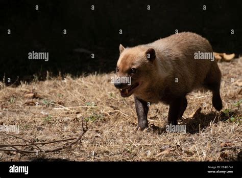 Beautiful Portrait Of A Cute Female Of Bush Dog Between Light And