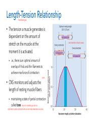 11 Muscular Tissue P1 Pdf Length Tension Relationship Frank Starling