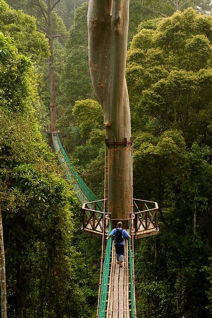 Borneo Rainforest Canopy Walkway photo on Sunsurfer