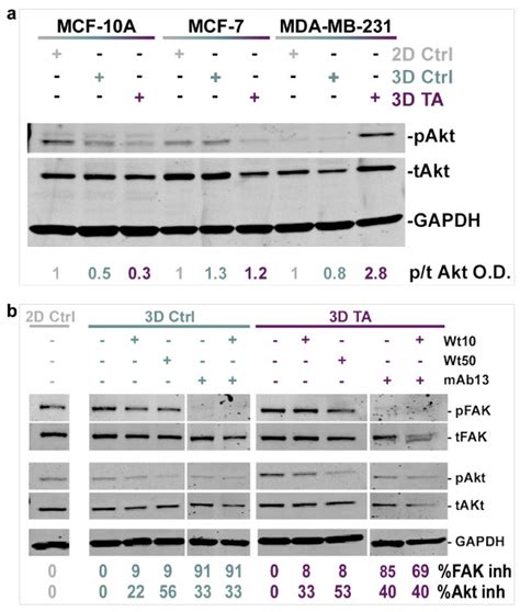 Tumor Associated 3d Matrix Induced Akt Pkb Activity In Mda Mb 231 Is