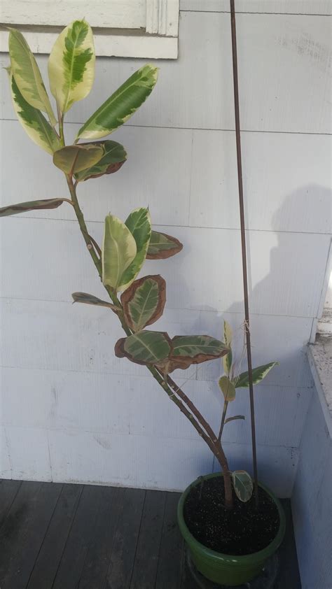 Rubber Tree When To Repot at Blair Martin blog