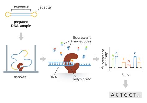 What Is Pacbio Smrt Sequencing