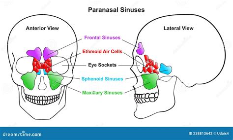 Human Paranasal Sinuses Anatomy Infographic Diagram Vector Illustration ...