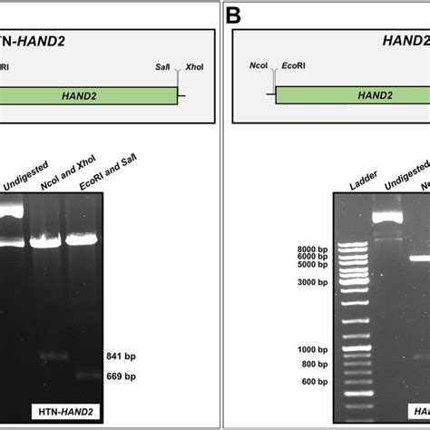 Schematic Illustration Of The Tagging Pattern In The Human Hand Gene