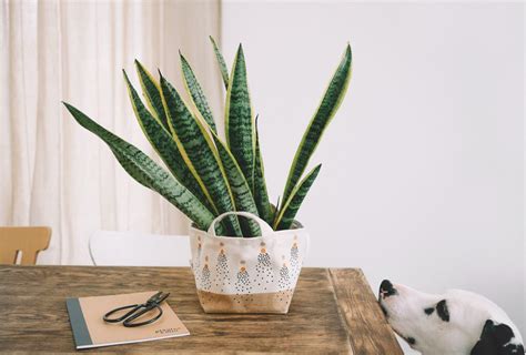 9 Low-Maintenance Indoor Succulents That Are Safe For Dogs - Hey, Djangles.