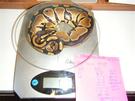 NW England - 2014 Ball python hatchlings good prices | Reptile Forums