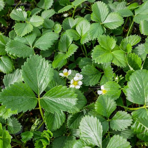 Truskawka Powtarzaj Ca Ostara Poziomkowa Multiplat Szt Sadowniczy Pl