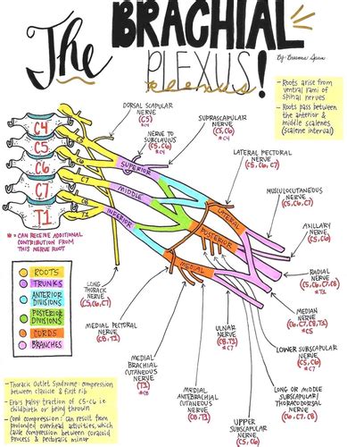 Lecture 8 Brachial Plexus Flashcards Quizlet