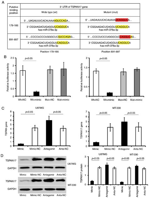 Tspan17 Is A Potential Target Gene For Mir 378a 3p A Putative