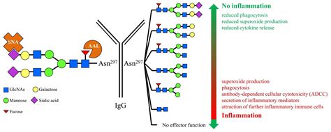 Antibody Glycosylation As A Potential Biomarker For Chronic