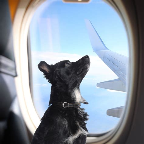 Tips Para Viajar Con Tu Mascota Travel Life Tu Gu A De Viajes Y