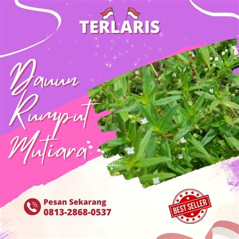 Pusat Budidaya Herbal Daun Rumput Mutiara 100 Gram Lidah Ular Segar