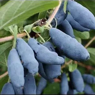 Саженцы купить в Москве в интернет-магазине питомника растений