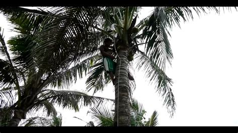 Coconut Sap Collection For Coco Sugar Production Youtube