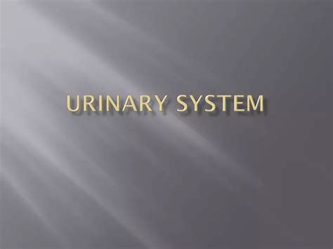 Ppt Urinary System Powerpoint Presentation Free Download Id 1929583