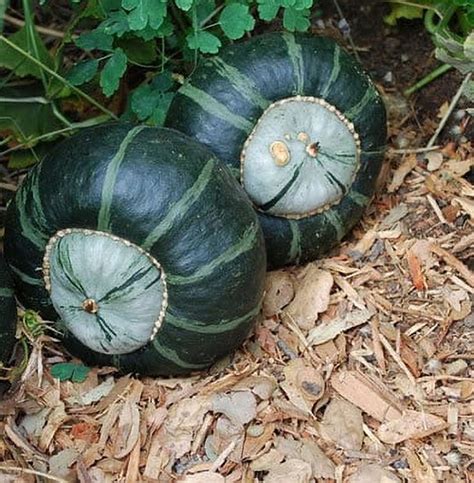 11 Amazing Green Pumpkin Varieties For Your Gorgeous Garden