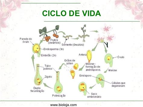 Ciclo De Vida De Las Angiospermas