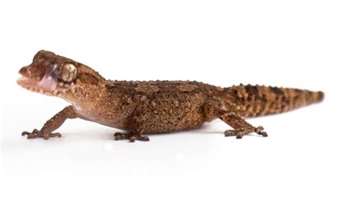 Madagascar Ground Geckos