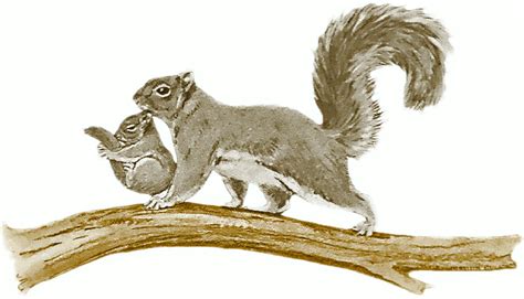 Squirrel Climbing Tree Clipart Clip Art Library