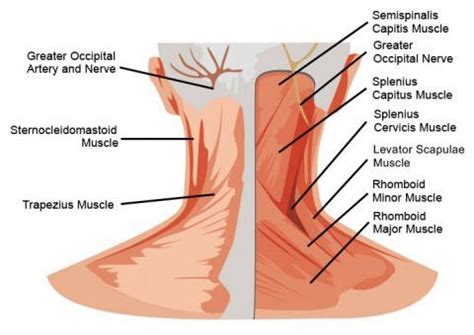 Neck Injury Doctors NJ | Neck Injury Treatment New Jersey