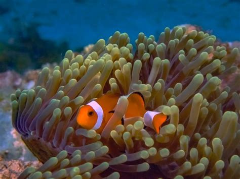 premium photo  common  false clownfish   anemone  el nido