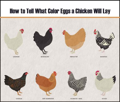 Chicken Egg Colors Chart Shell Yolk Identification