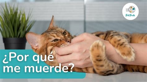 Por qué mi GATO me MUERDE cuando lo Acaricio YouTube