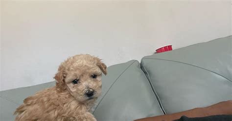 Maltipoo Puppies In East Wenatchee Wa Finds Nextdoor