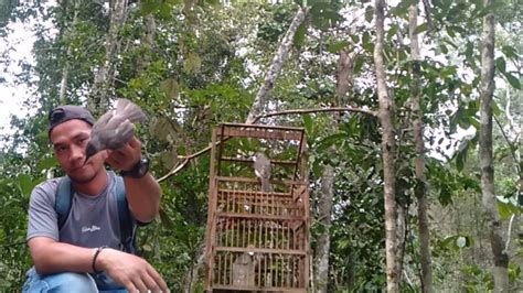 Memikat Burung Brinji Kelabu Di Hutan Pakai Sangkar Pikat Baru Youtube