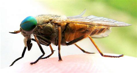 jersey  powerless  greenhead flies heres  njcom