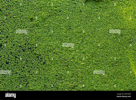 Common Duckweed Duckweed Lesser Duckweed Natural Green Duckweed