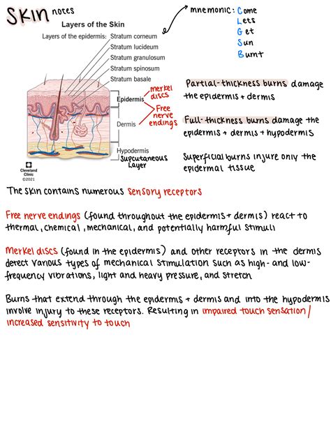 Skin Function and Epidermis - SKIN notes [ mnemonic:come Lets Get Sun ...