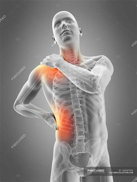 Shoulder and waist pain localization — view, Digitally Generated - Stock Photo | #160567042