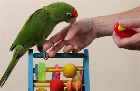 Parrot Training Made Easy For You Birds Coo