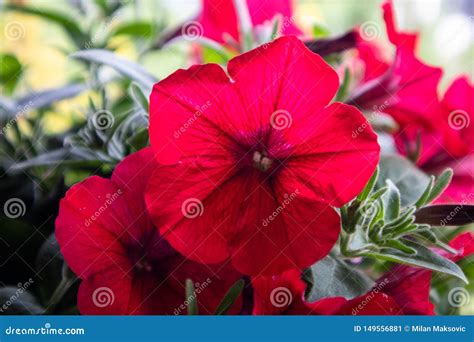 Red Flowers With Green Leaves Stock Image Image Of Beautiful