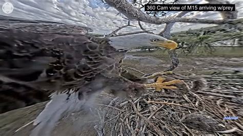 Swfl Eagles M Delivers Squirrel Prey F Wants It The Chase