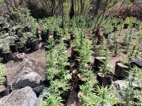 Región De Coquimbo Incautan Más De Mil Ejemplares De Cannabis Avaluadas En 545 Millones