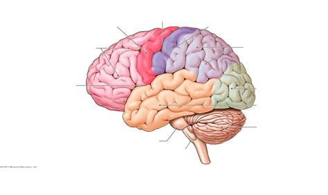 human brain cerebral lobes diagram quizlet