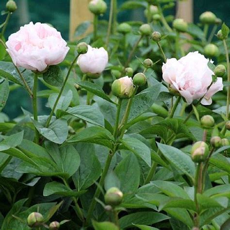 Пион Pink Vanguard купить недорого в Украине ️ цена от интернет ...