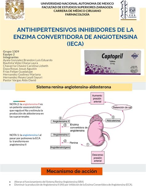 Enzima Convertidora De Angiotensina - Antihipertensivos Inhibidores de La Enzima Convertidora de Angiotensina ...