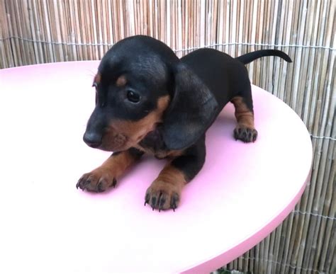 Miniature Dachshund Black And Tan Puppies Good Shepherd Kennel