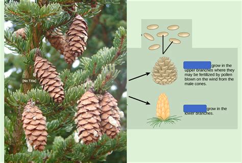 Gymnosperms Diagram Quizlet