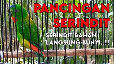 Serindit Gacor Pancingan Serindit Agar Bunyi Srindit Serindit Jantan