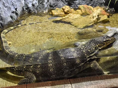 Varanus Salvator Malayan Water Monitor In Yekaterinburg Aquarium